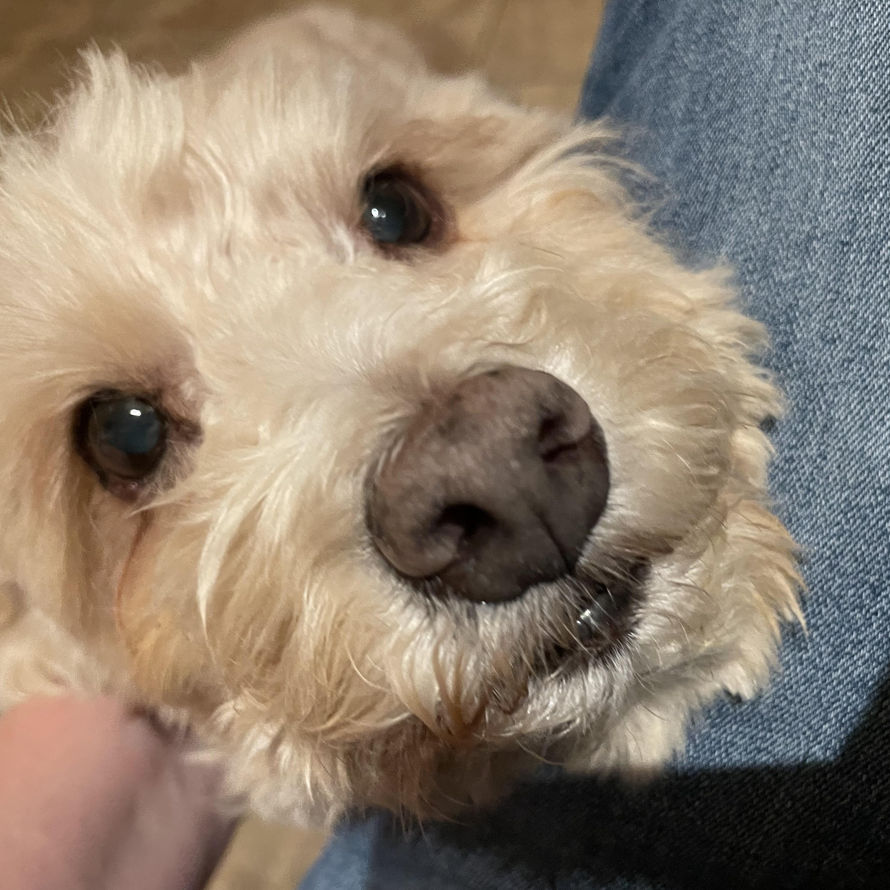 JJ, Adoptable, Adult Male Miniature Poodle.