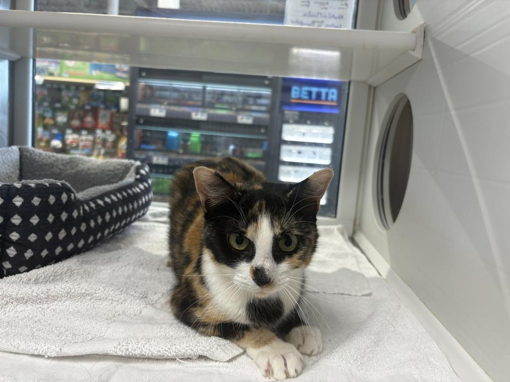 Rosie, Adoptable, Adult Female Domestic Short Hair.