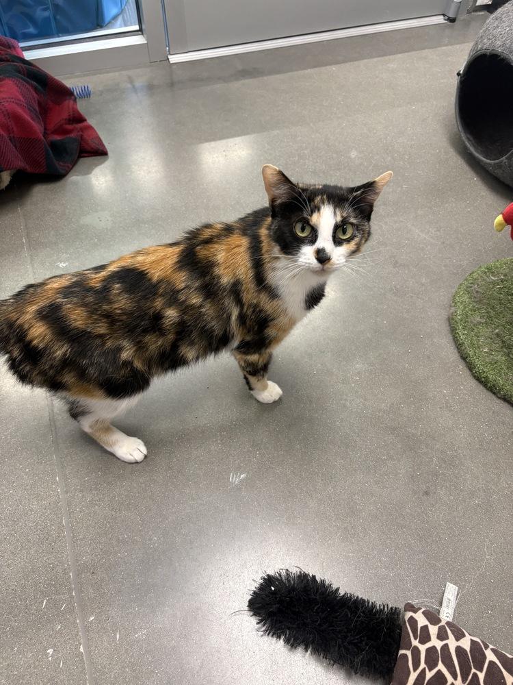 Rosie, a Adoptable Domestic Short Hair in Wilson, NC image 2/4