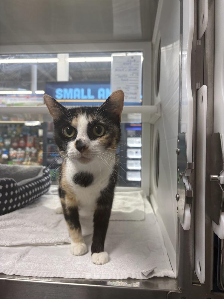 Rosie, a Adoptable Domestic Short Hair in Wilson, NC image 3/4