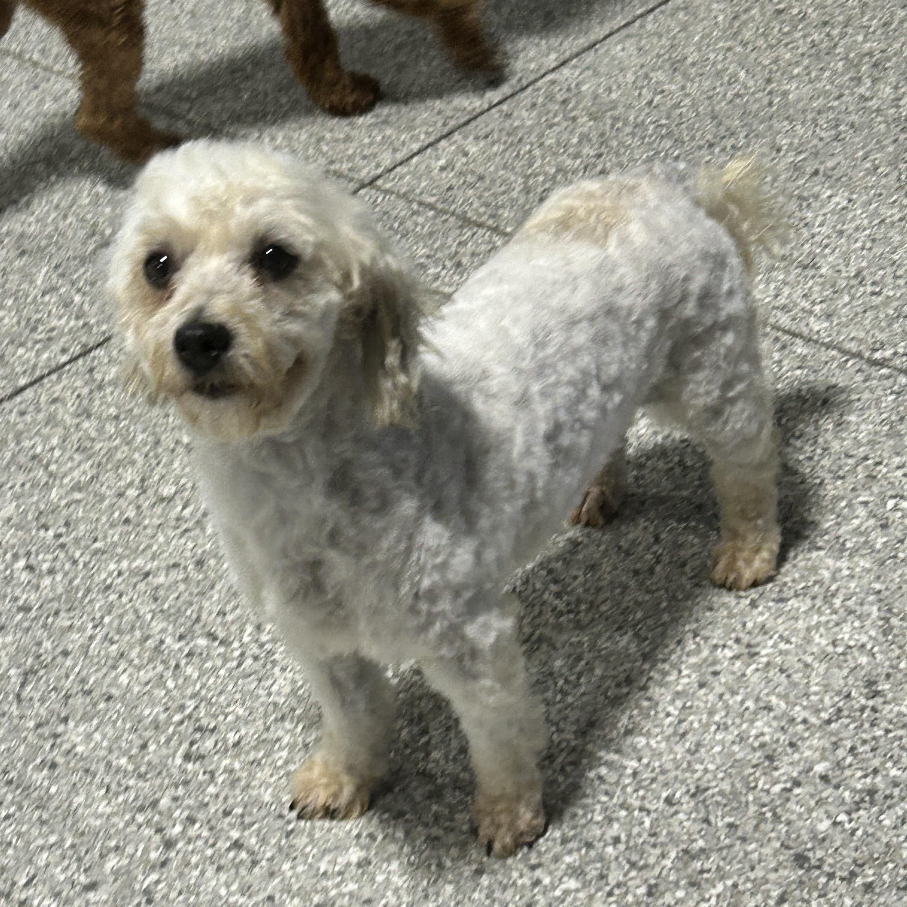 Bailey, a Adoptable Havanese in Maumee , OH image 2/6
