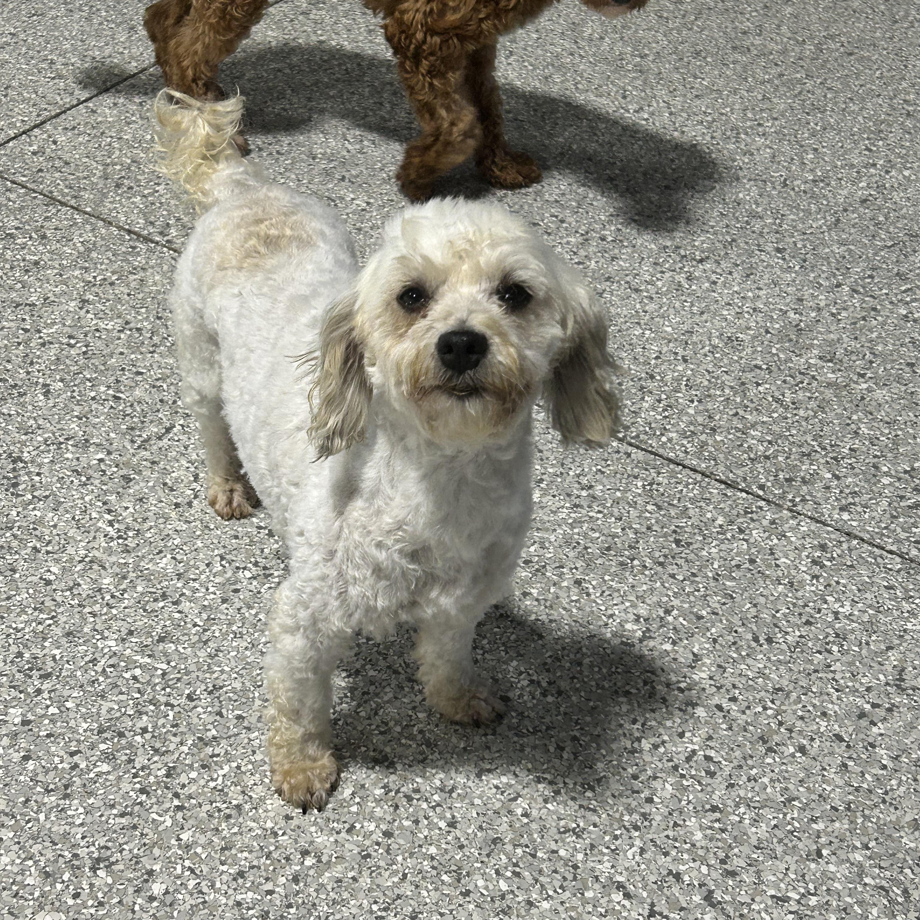 Bailey, a Adoptable Havanese in Maumee , OH image 3/6