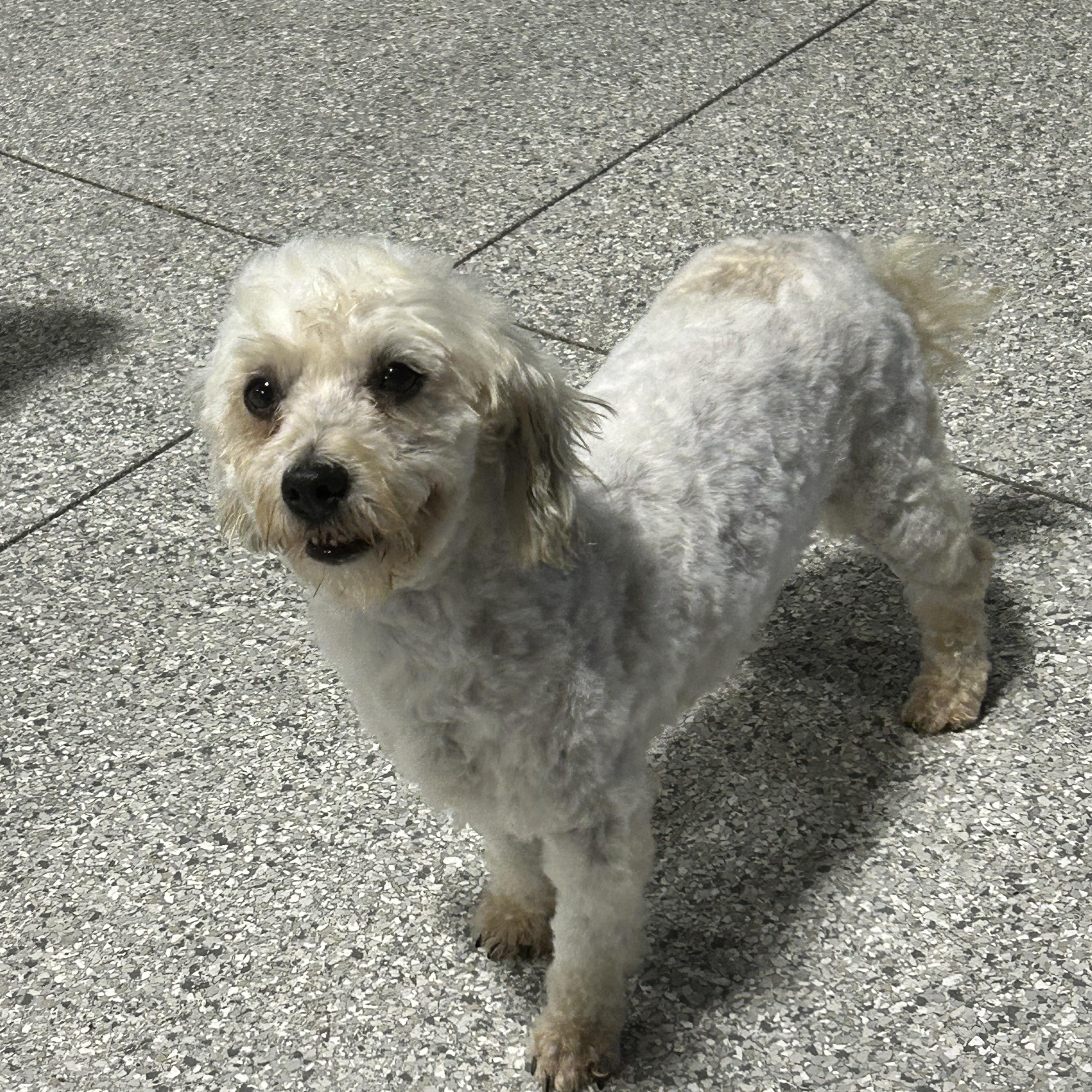 Bailey, Adoptable, Adult Female Havanese.