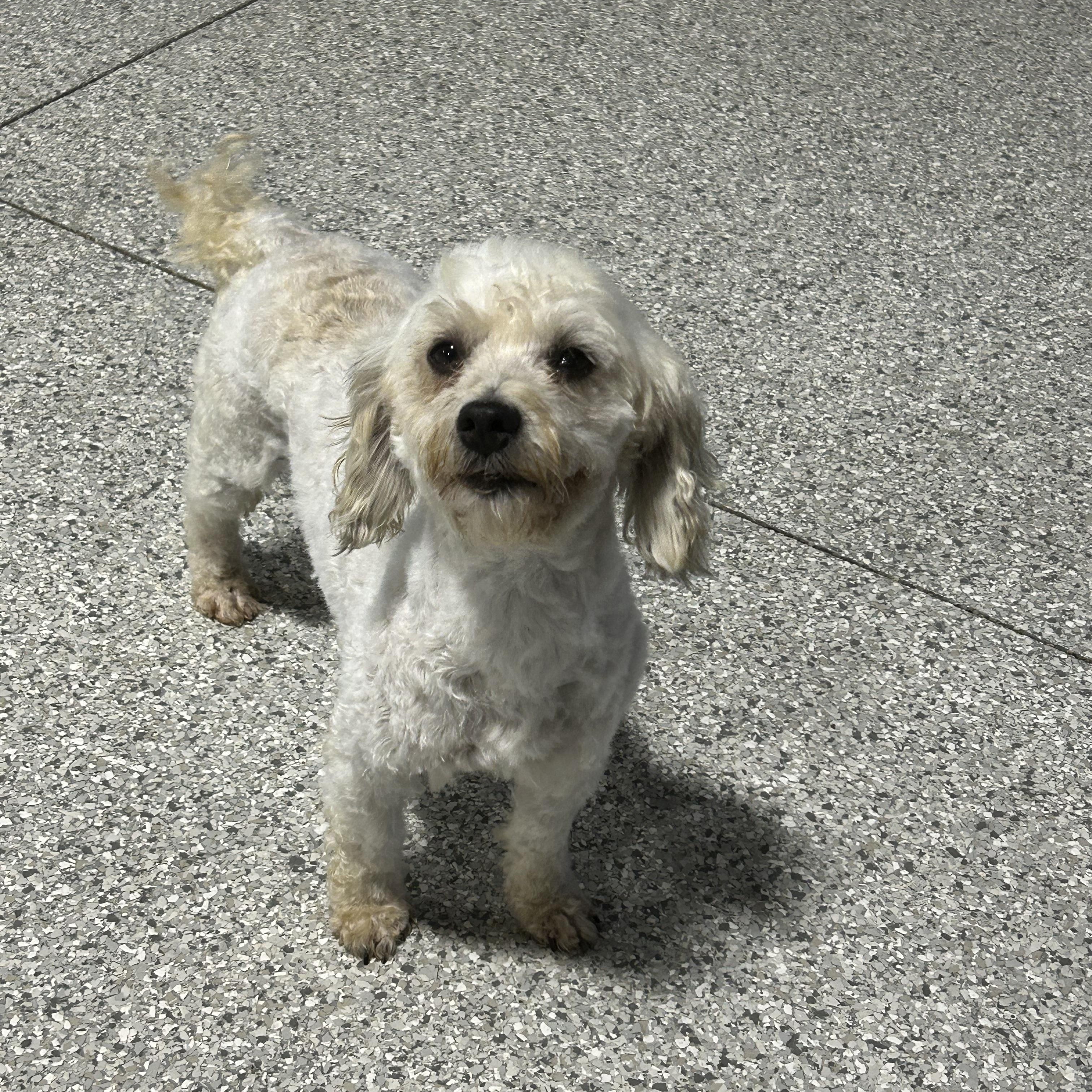 Bailey, a Adoptable Havanese in Maumee , OH image 4/6
