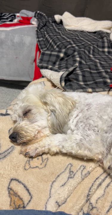 Enlarge Bailey, a Adoptable Havanese in Maumee , OH video 5/6