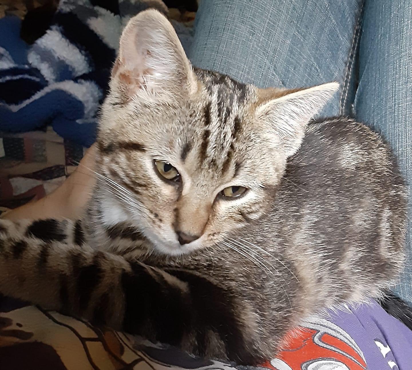 Enlarge Lady Sweets =^,^=, a Adoptable Domestic Short Hair in Jacksonville, FL image 1/1