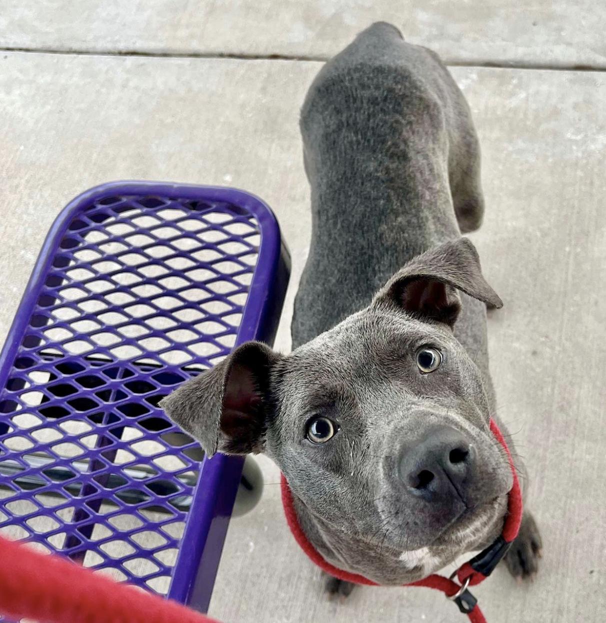 Peppi — thumbnail 3