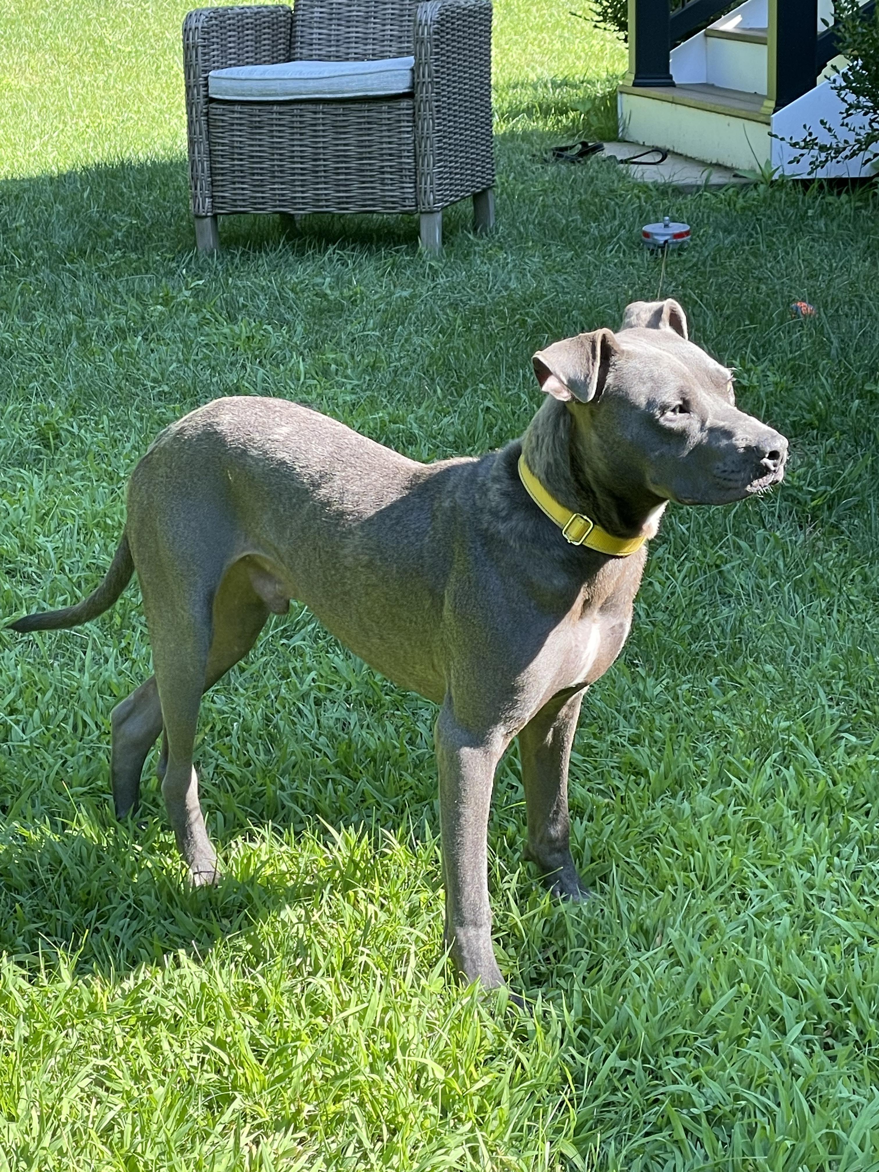 Peppi — thumbnail 5