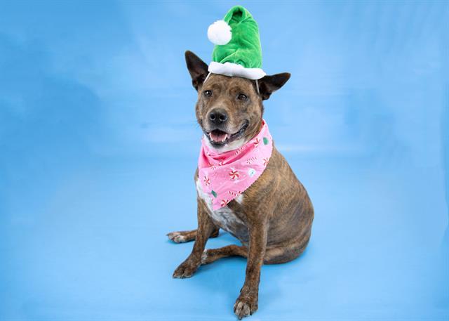 Enlarge ROWE, a Adoptable mixed breed in Colorado Springs, CO image 1/1