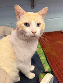 Link, Adoptable, Adult Male Domestic Short Hair.