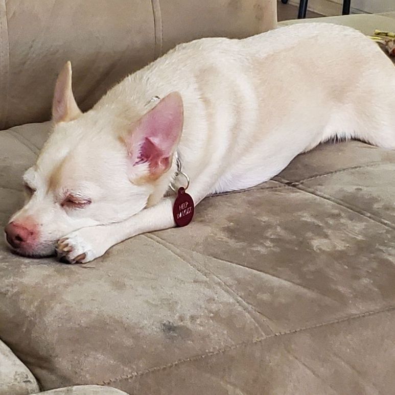 Finn, Adoptable, Young Male Chihuahua.