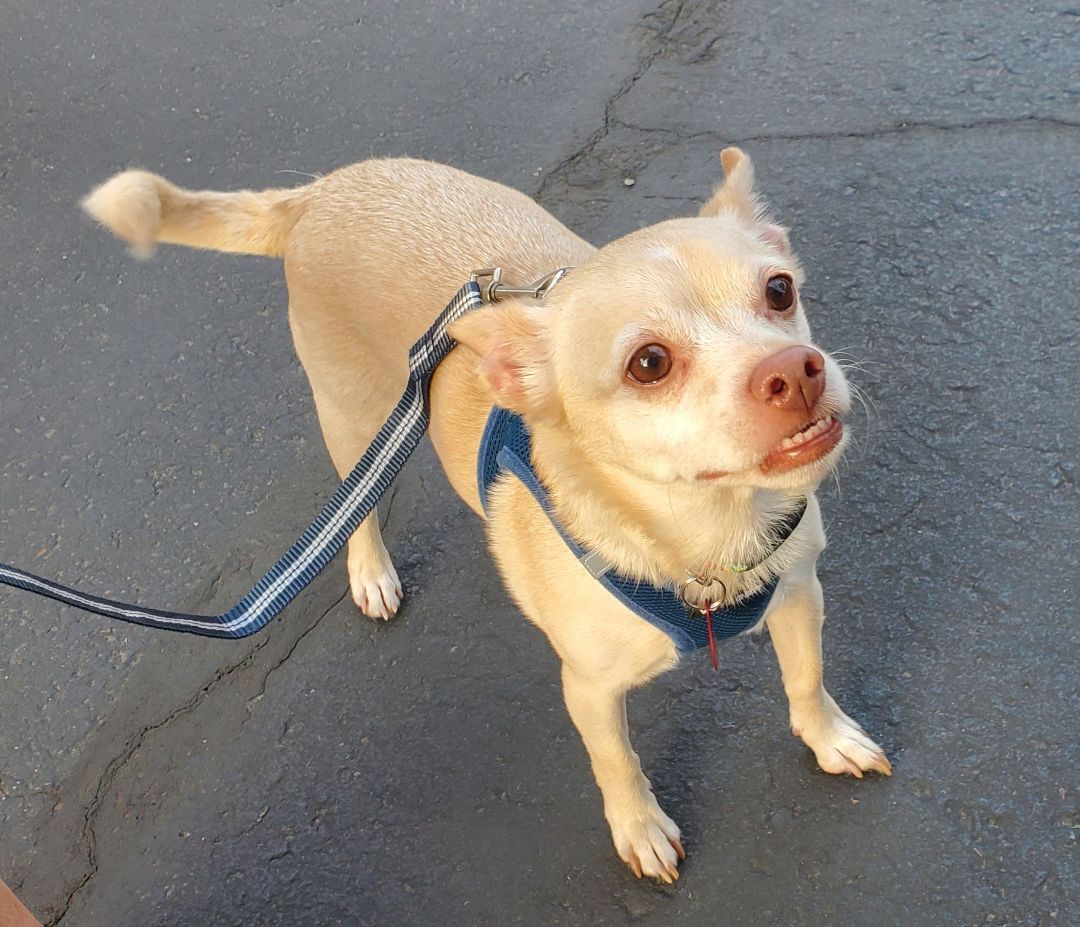 Finn, a Adoptable mixed breed in Phoenix, AZ image 2/4