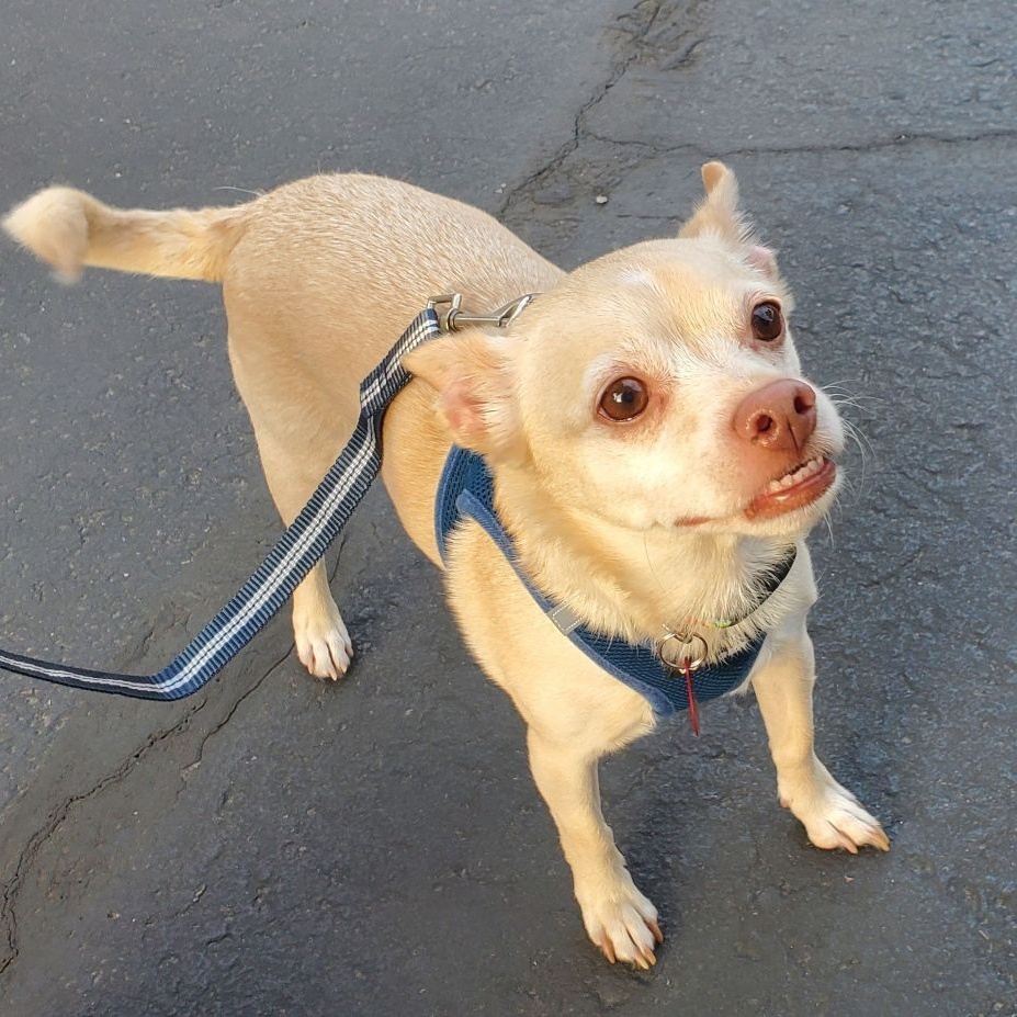 Enlarge Finn, a Adoptable mixed breed in Phoenix, AZ image 2/2