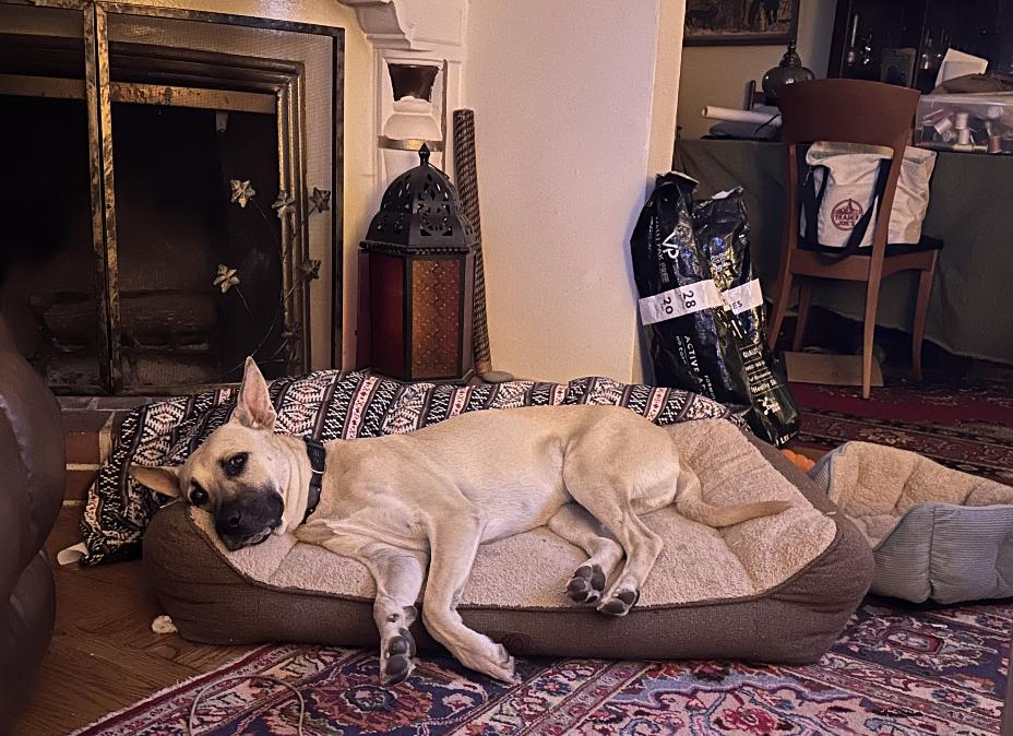 Enlarge Happy, a Adoptable mixed breed in San Francisco, CA image 1/6