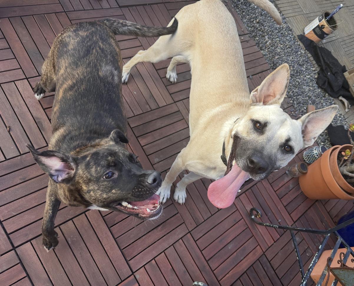 Enlarge Happy, a Adoptable mixed breed in San Francisco, CA image 2/6