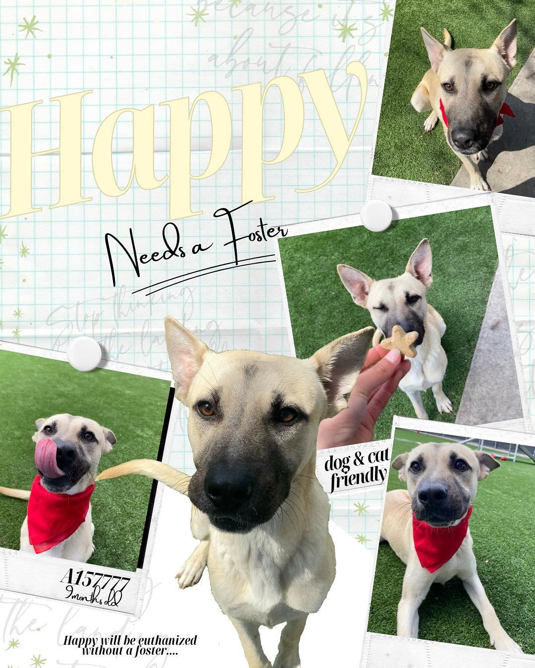 Enlarge Happy, a Adoptable mixed breed in San Francisco, CA image 3/6