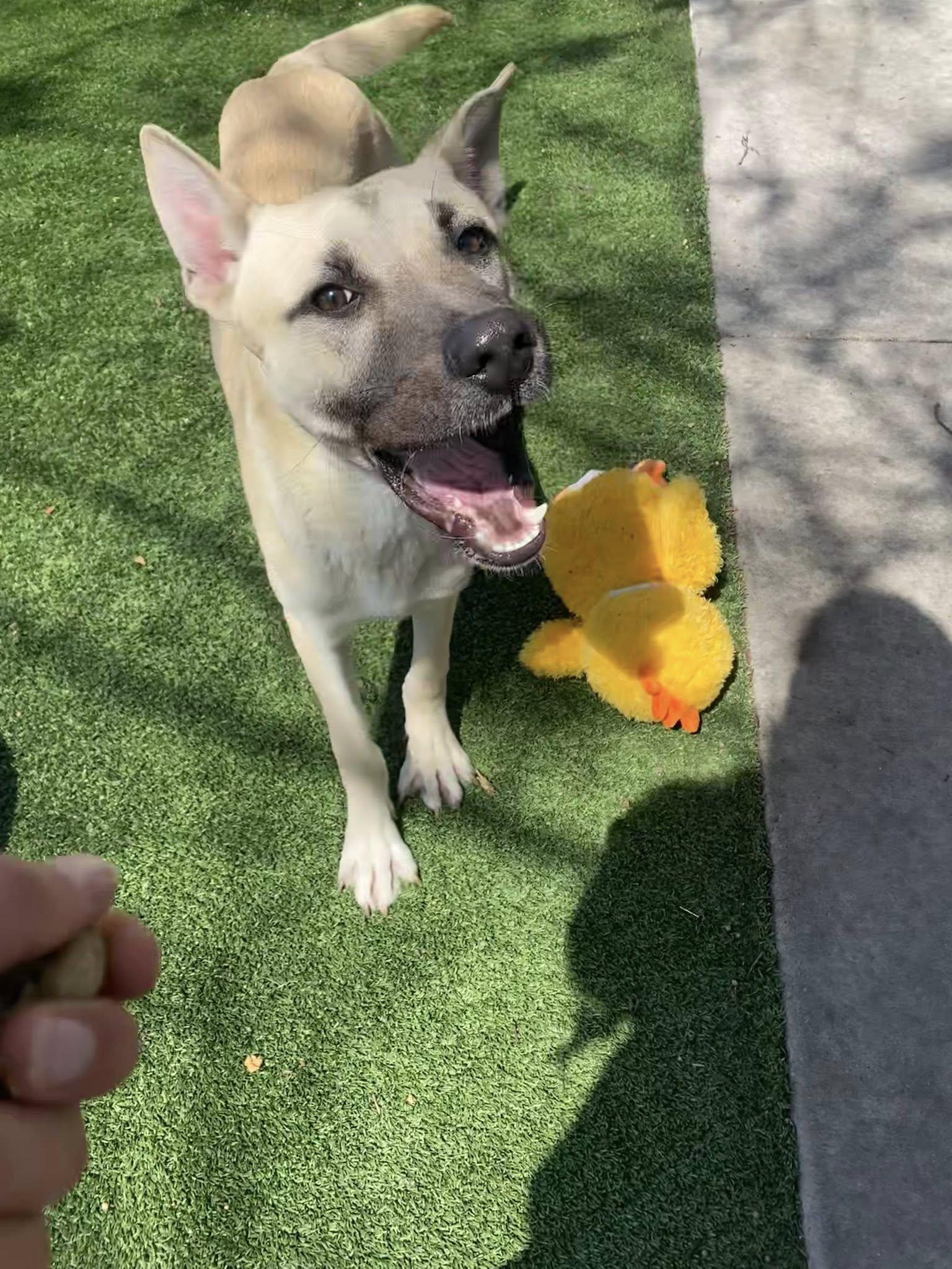 Enlarge Happy, a Adoptable mixed breed in San Francisco, CA image 4/6