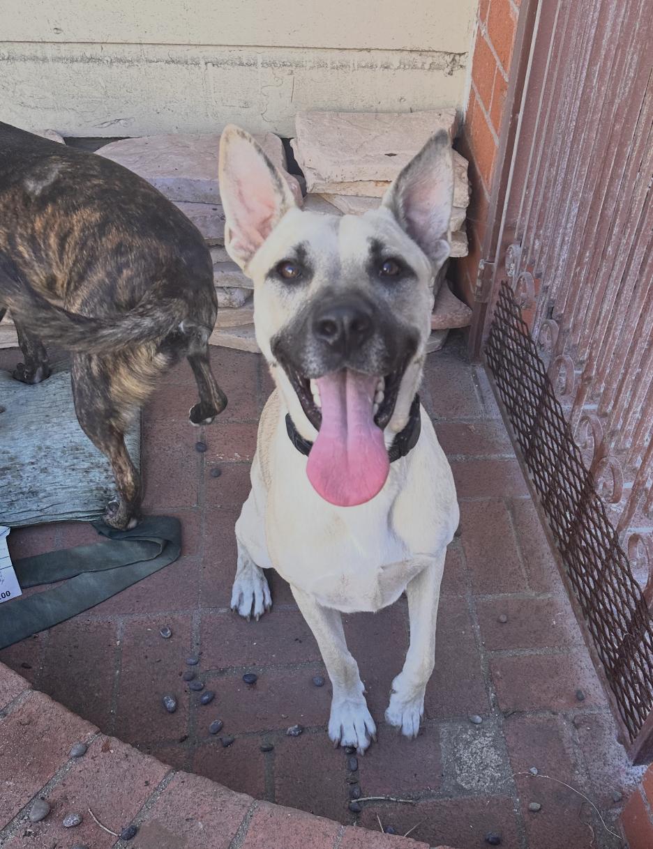 Enlarge Happy, a Adoptable mixed breed in San Francisco, CA image 5/6