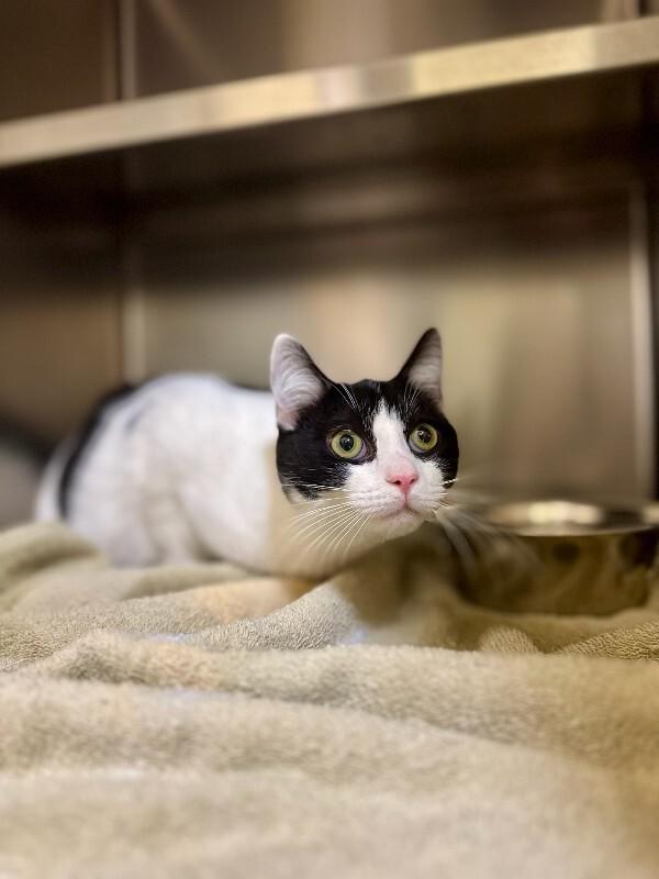 Cling-Wrap, Adoptable, Adult Male Domestic Short Hair.