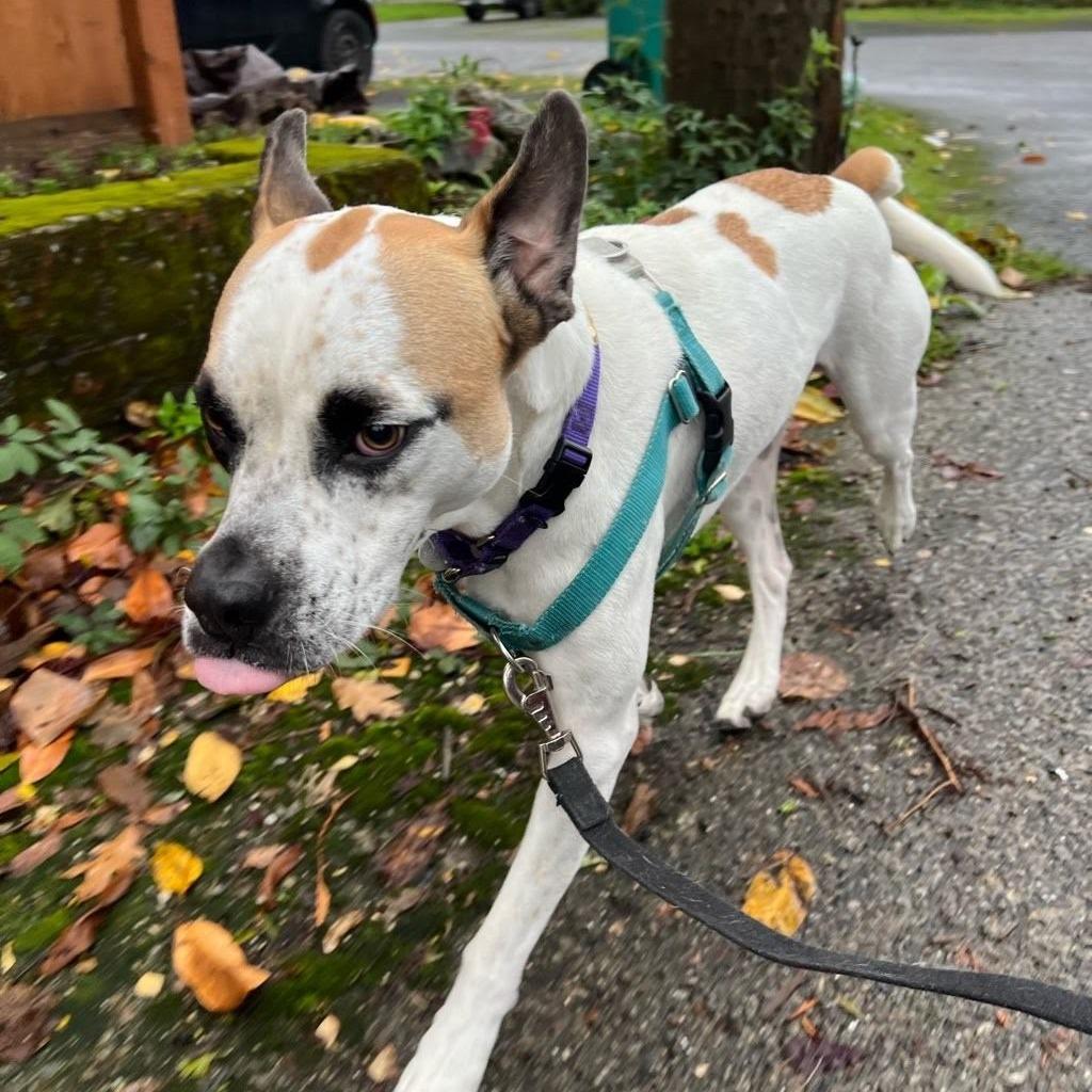 Chuck, a Adoptable mixed breed in Bellingham, WA image 1/4