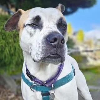 Chuck, a Adoptable mixed breed in Bellingham, WA image 2/4