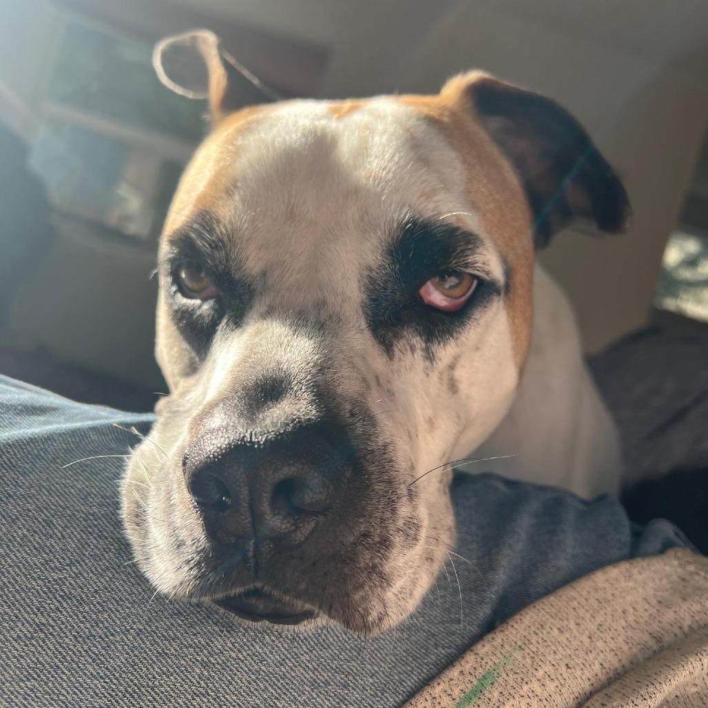 Chuck, a Adoptable mixed breed in Bellingham, WA image 4/4