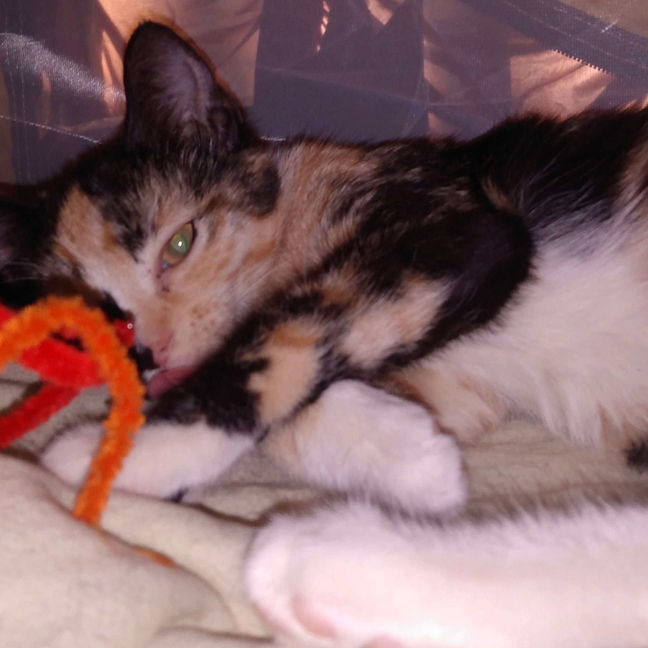 Lovey, Adopted, Young Female Calico.