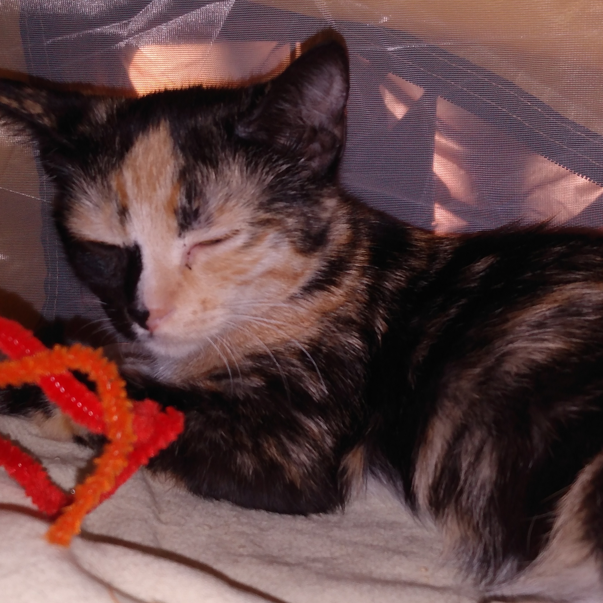 Enlarge Lovey, a Adopted Calico in Sacramento, CA image 2/4