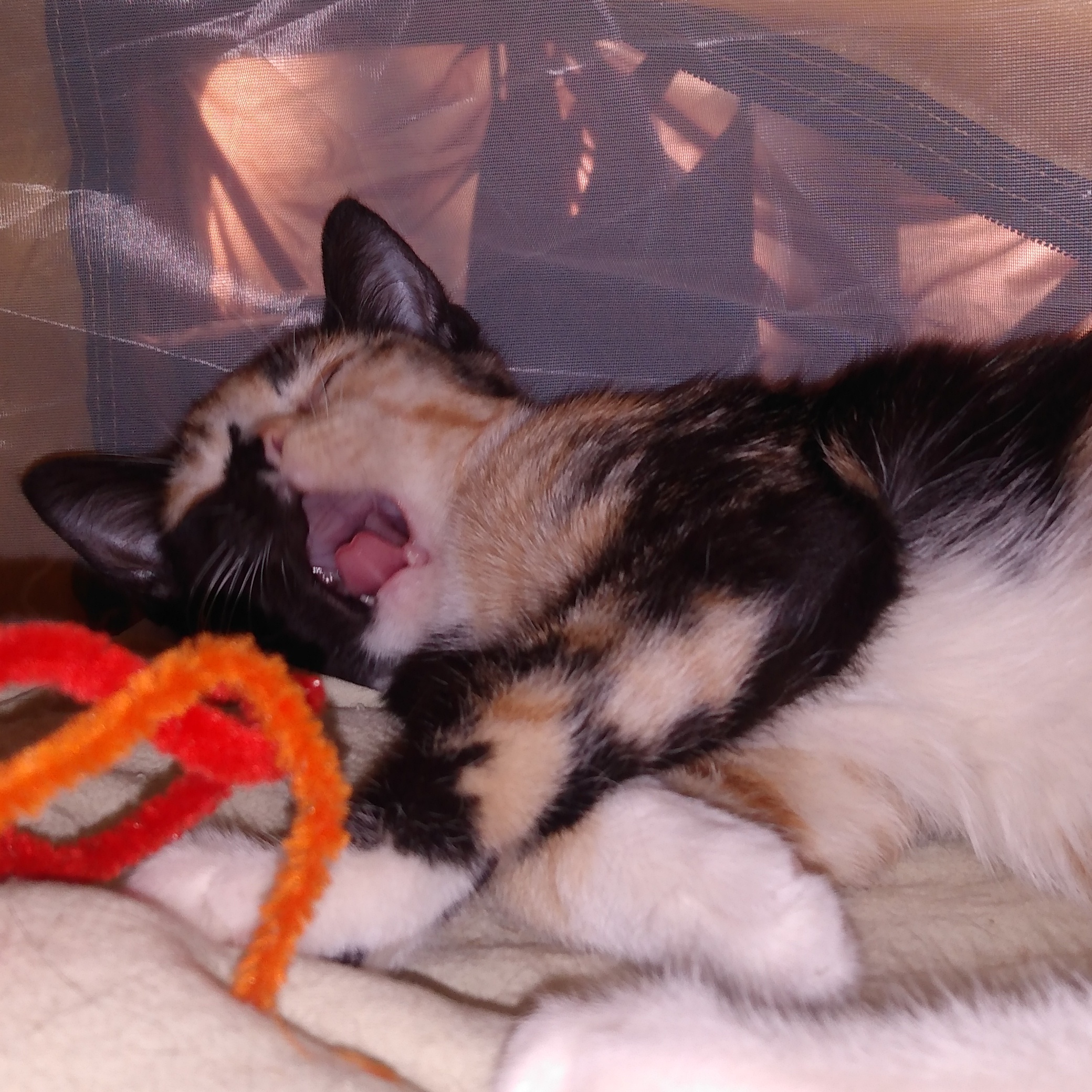 Enlarge Lovey, a Adopted Calico in Sacramento, CA image 3/4