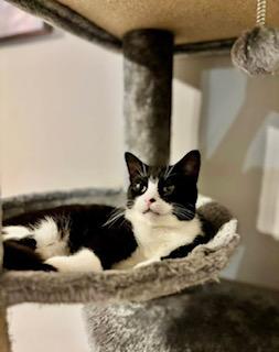 SPENCER, Adoptable, Kitten Male Domestic Short Hair.