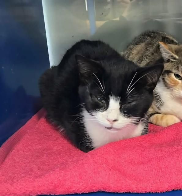 Enlarge SPENCER, a Adoptable Domestic Short Hair in Westminster, MD image 1/1