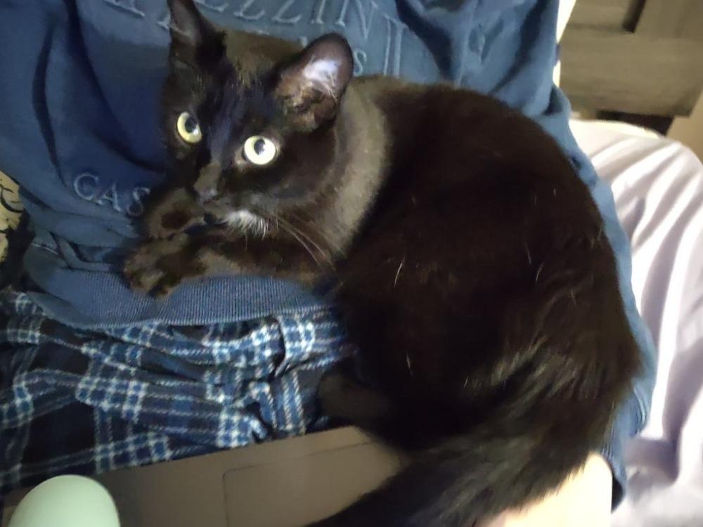 Enlarge Hazel, a Adoptable Domestic Short Hair in Germantown, OH image 1/6