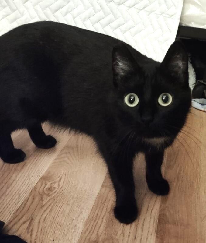 Enlarge Hazel, a Adoptable Domestic Short Hair in Germantown, OH image 3/6