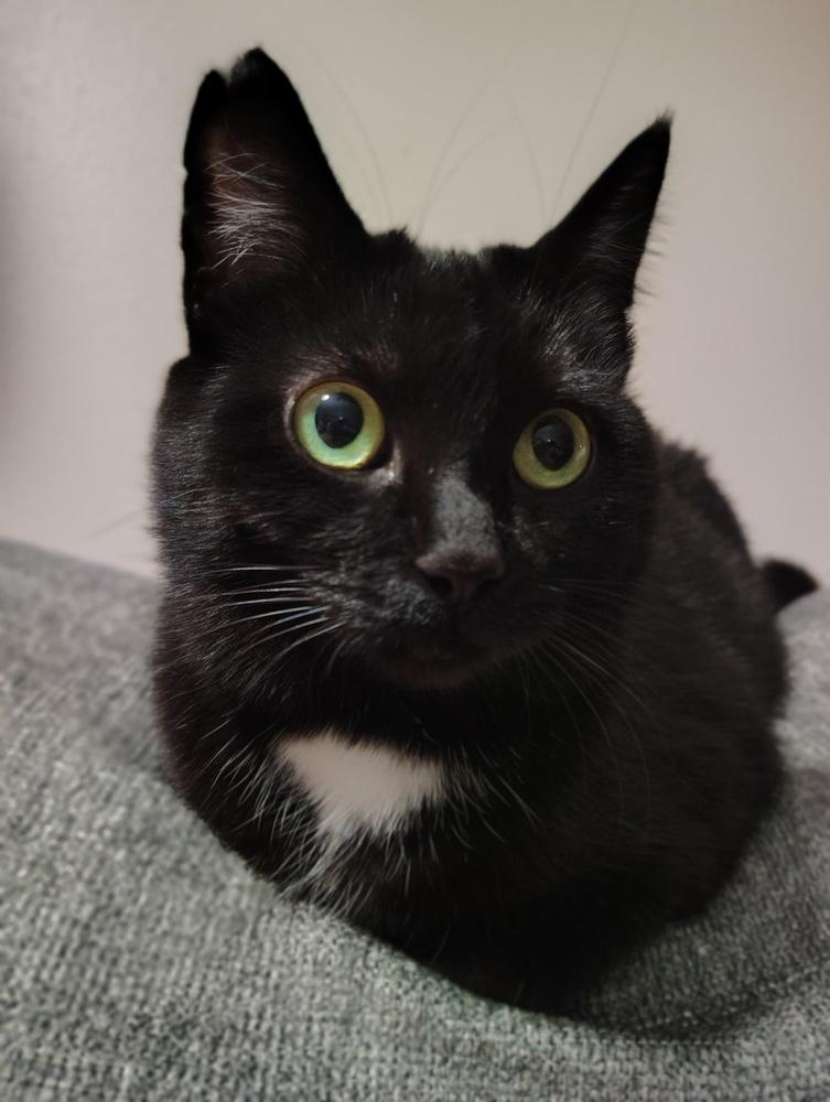 Enlarge Hazel, a Adoptable Domestic Short Hair in Germantown, OH image 4/6