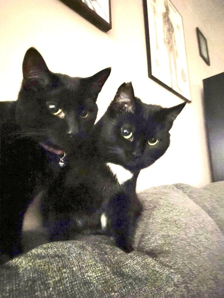 Enlarge Hazel, a Adoptable Domestic Short Hair in Germantown, OH image 5/6