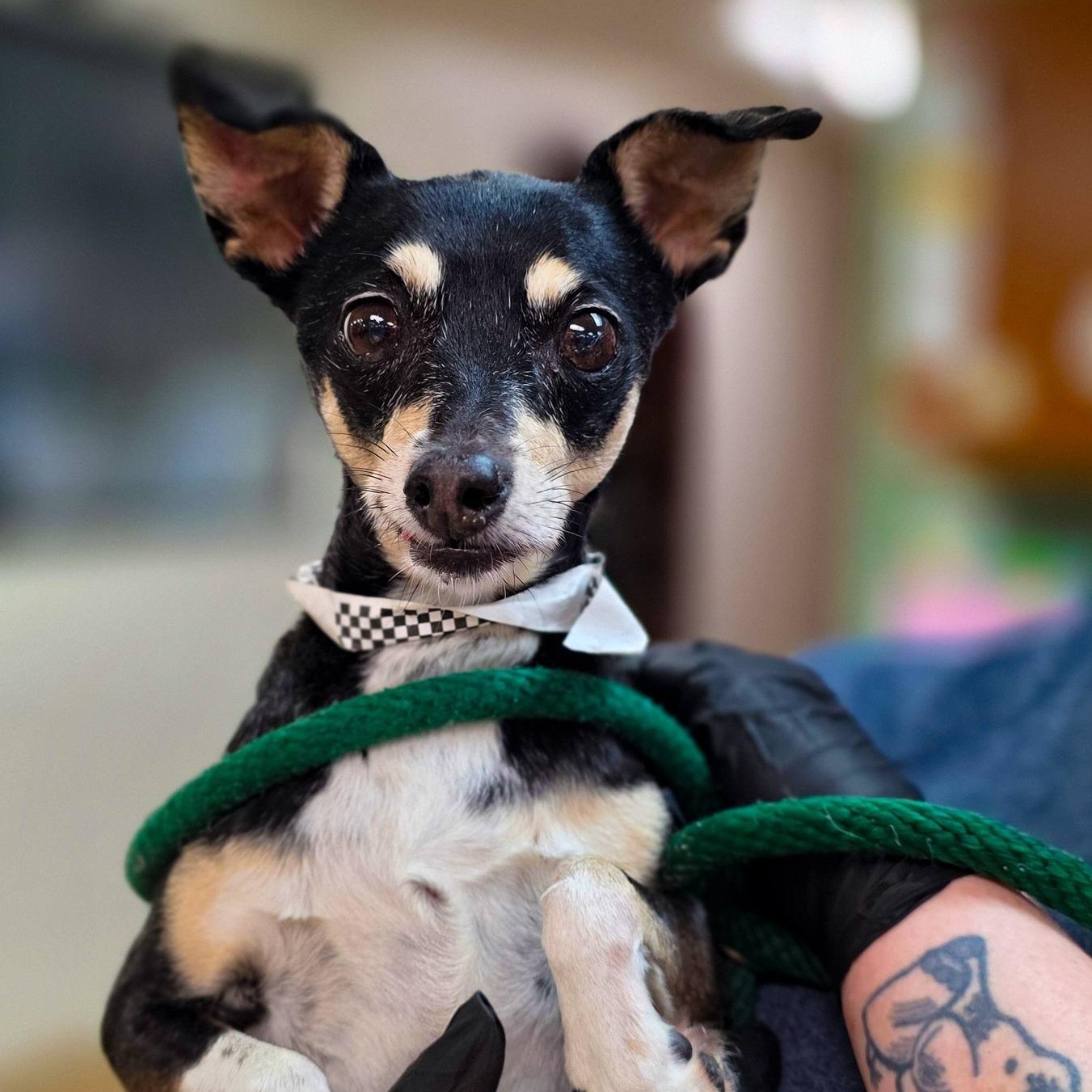 Naan, ADOPTABLE, Senior Female Terrier.