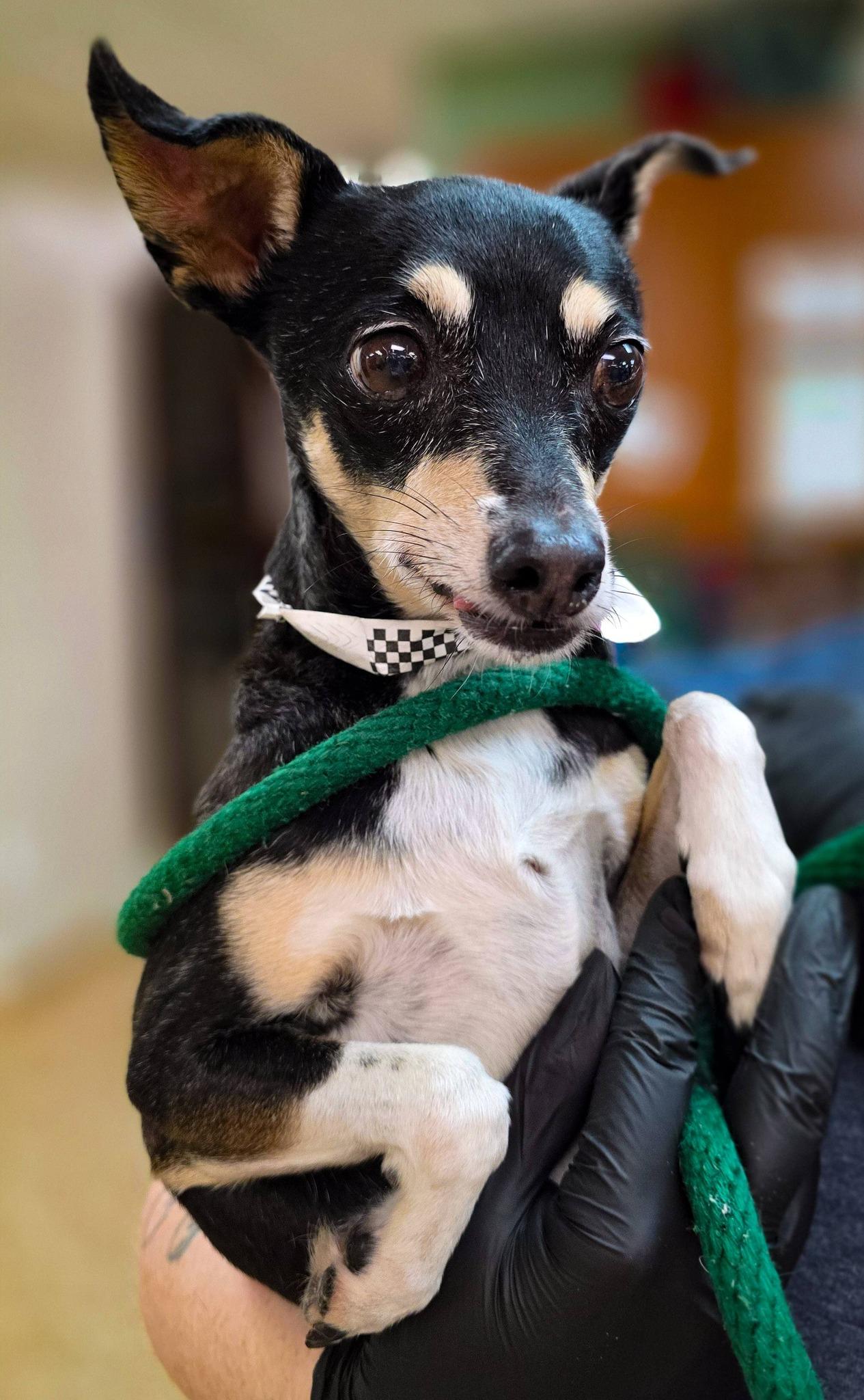 Naan, a ADOPTABLE mixed breed in Sterling Heights, MI image 3/3