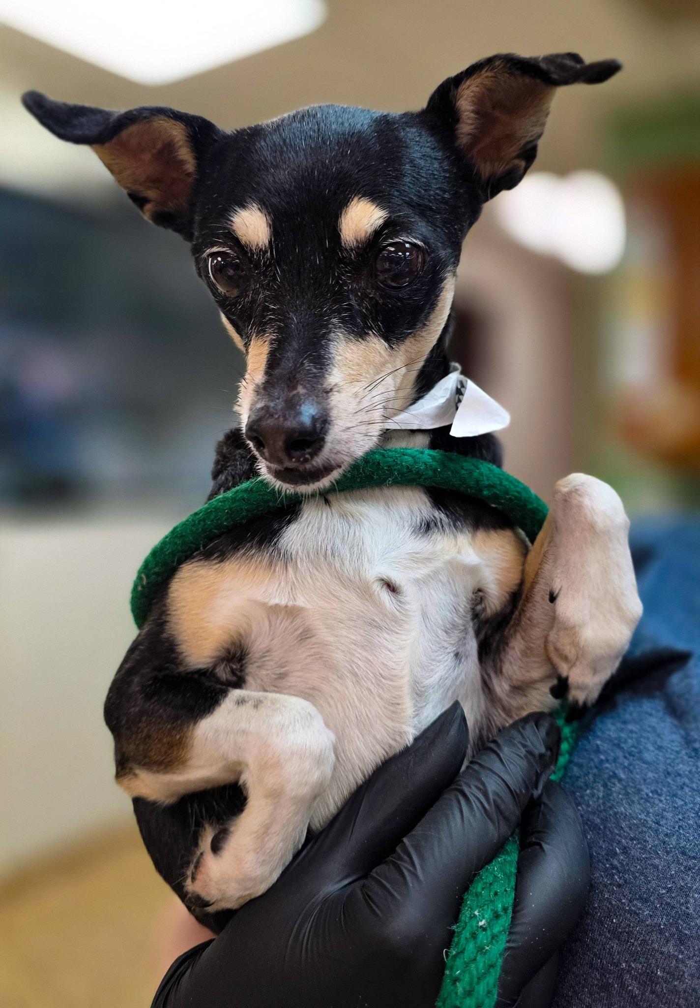 Naan, a ADOPTABLE mixed breed in Sterling Heights, MI image 2/3