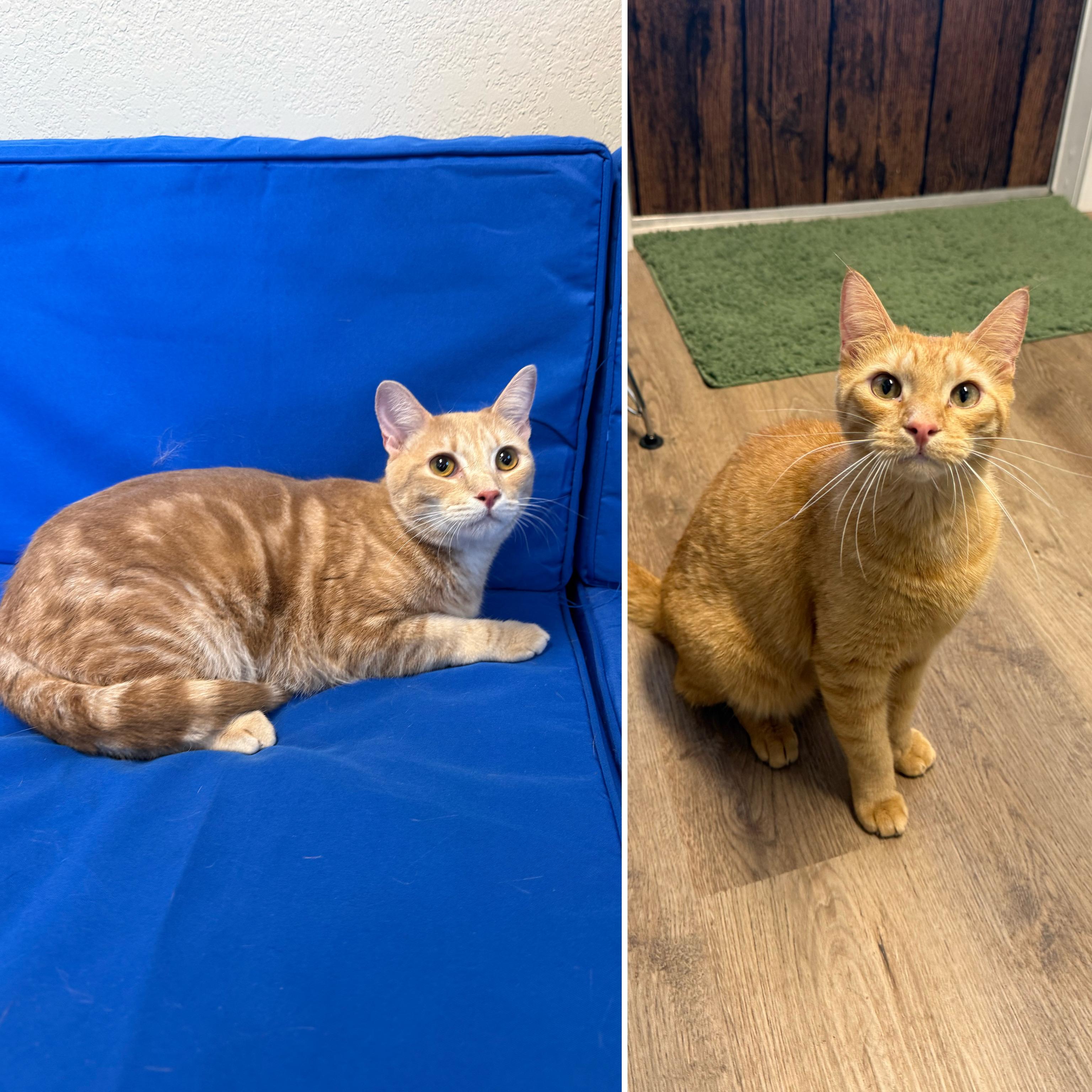 Enlarge Bonded Pair - Jasper & Chowder, a Adopted Domestic Short Hair in Plant City, FL image 1/1