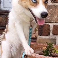 Enlarge Aurora, an adoptable mixed breed in St Catharines, ON image 6/6