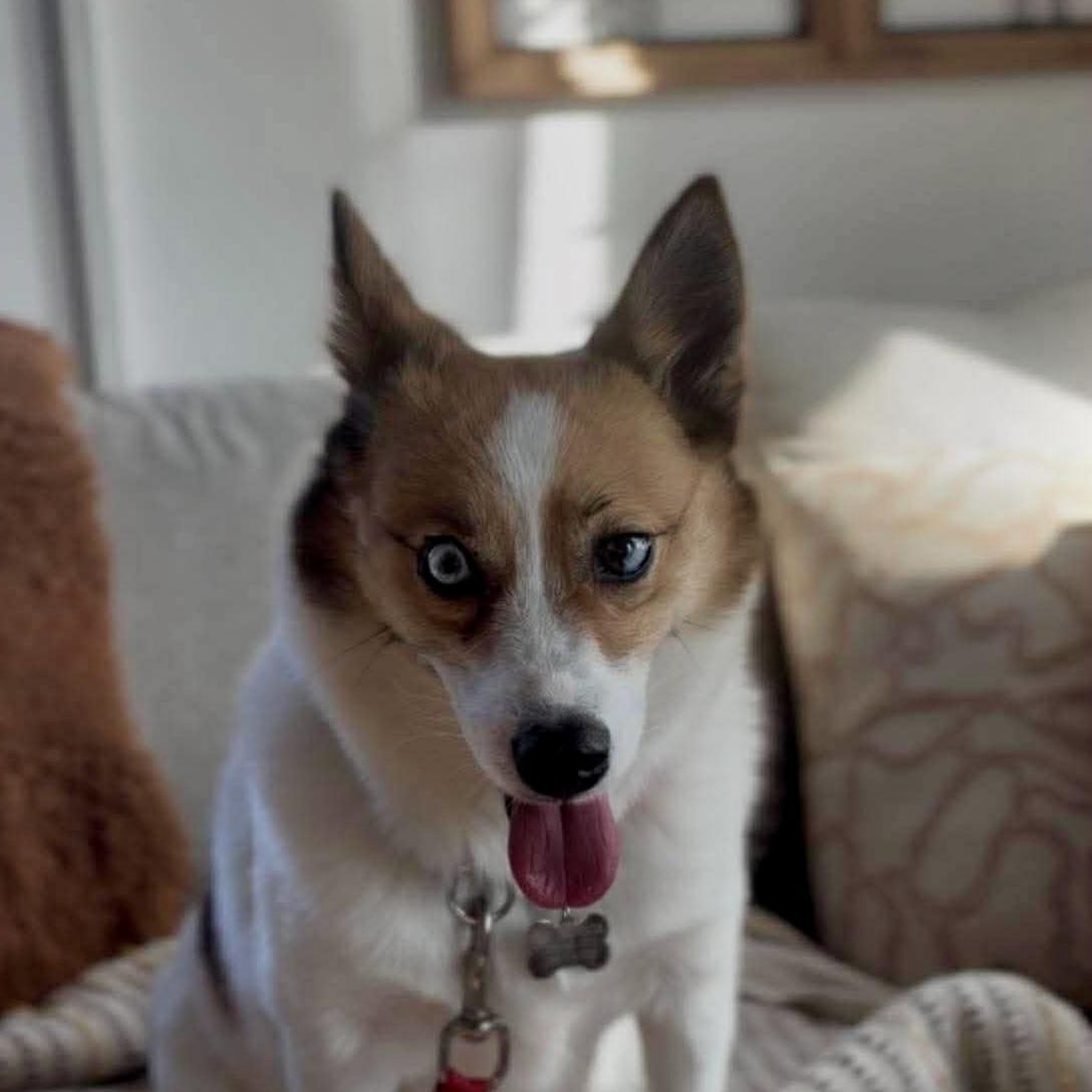 Aurora, adoptable, Adult Female Klee Kai & Pomeranian.