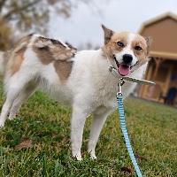 Enlarge Aurora, an adoptable mixed breed in St Catharines, ON image 4/6