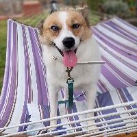 Enlarge Aurora, an adoptable mixed breed in St Catharines, ON image 2/6