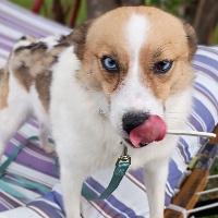 Enlarge Aurora, an adoptable mixed breed in St Catharines, ON image 3/6