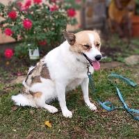 Enlarge Aurora, an adoptable mixed breed in St Catharines, ON image 5/6