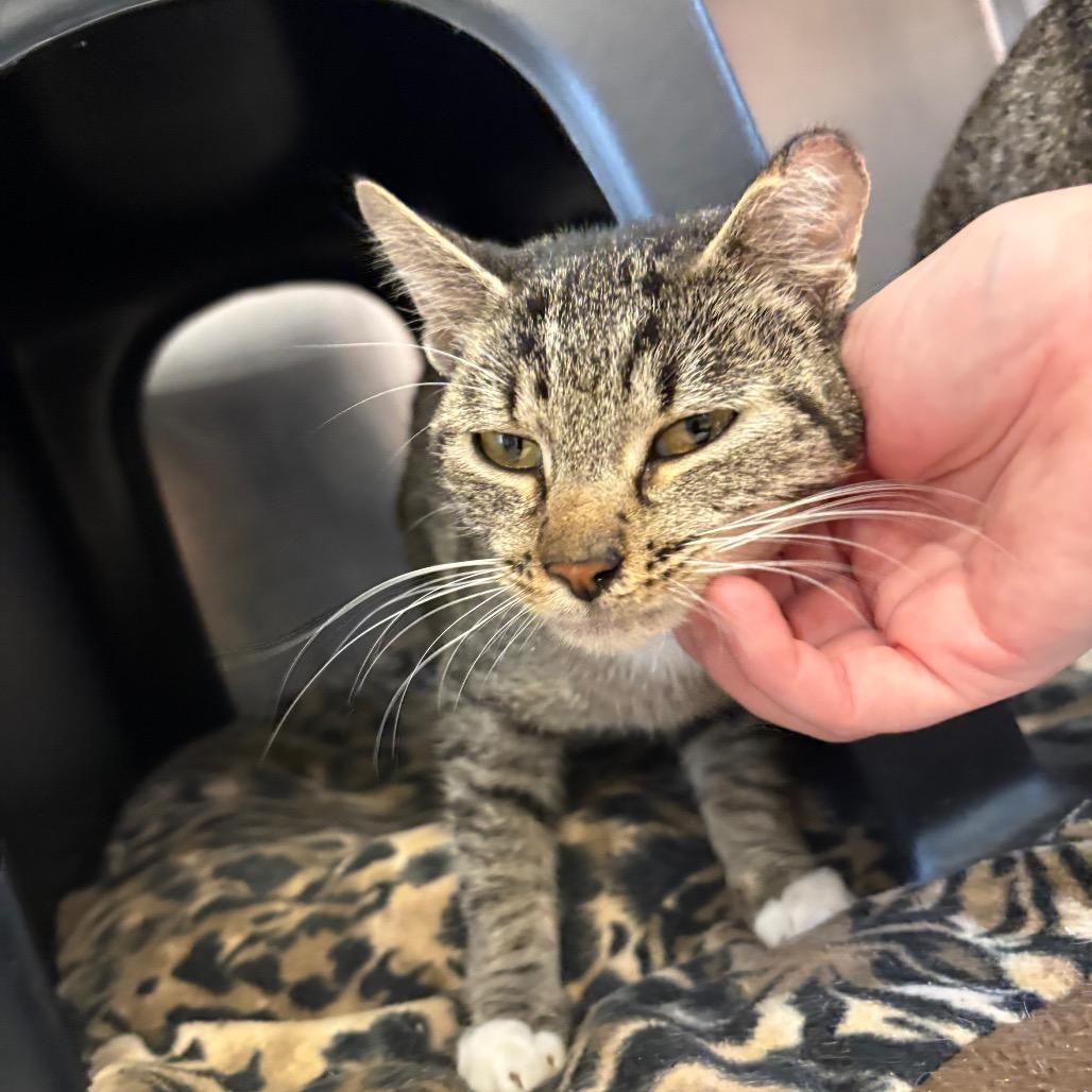 Cherry, Adoptable, Kitten Female Domestic Short Hair.