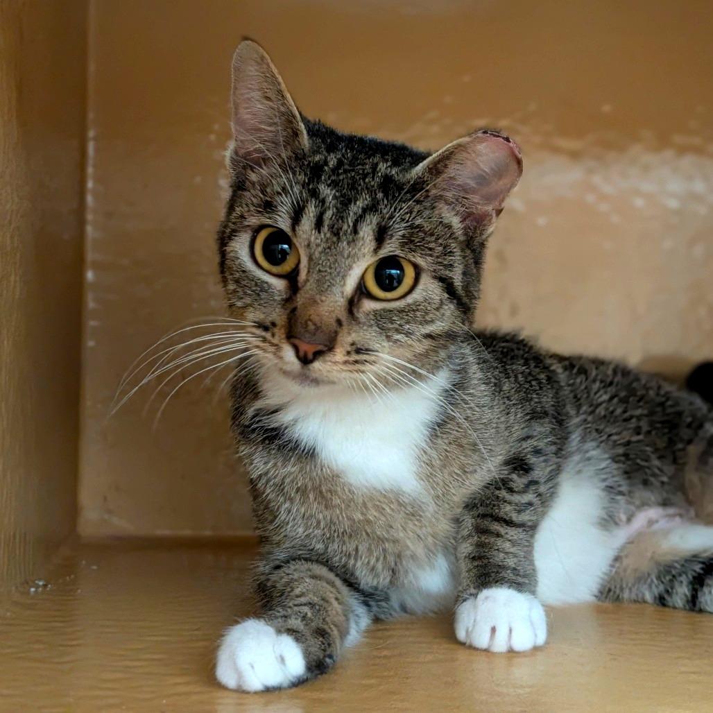 Enlarge Cherry, a Adoptable Domestic Short Hair in Spokane, WA image 2/6