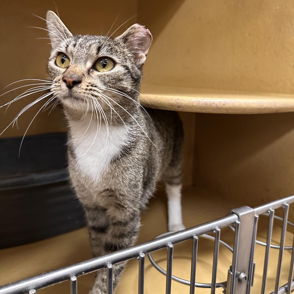 Enlarge Cherry, a Adoptable Domestic Short Hair in Spokane, WA image 3/6