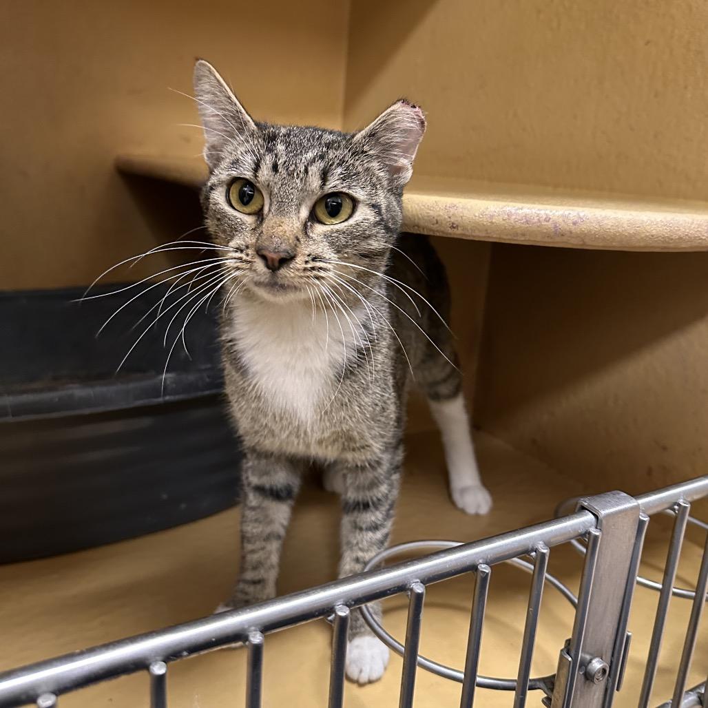 Enlarge Cherry, a Adoptable Domestic Short Hair in Spokane, WA image 4/6