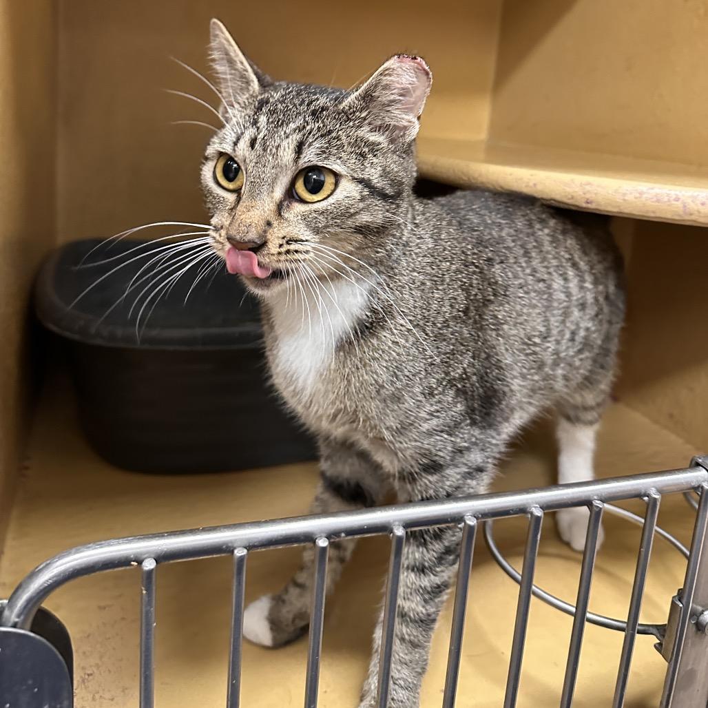 Enlarge Cherry, a Adoptable Domestic Short Hair in Spokane, WA image 5/6